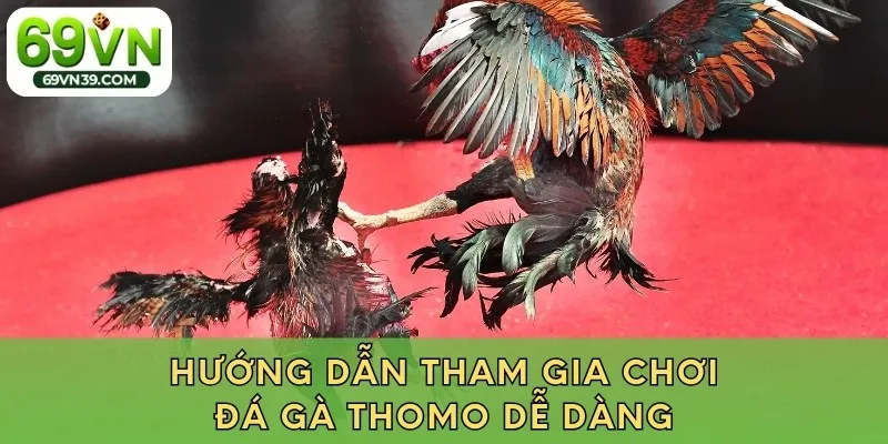 Hướng dẫn tham gia chơi đá gà Thomo dễ dàng