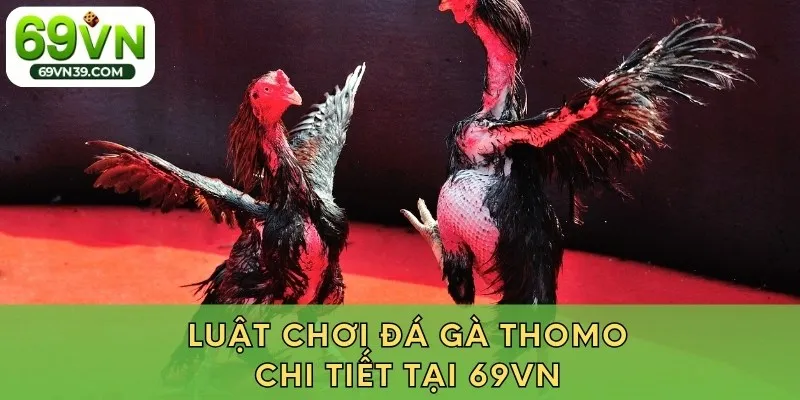 Luật chơi đá gà Thomo chi tiết tại 69VN